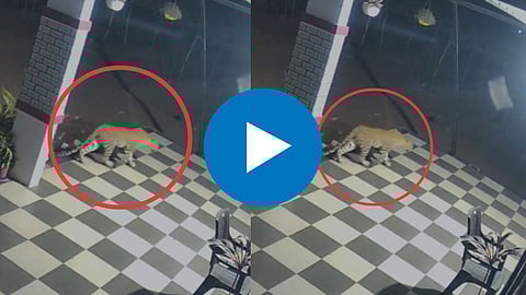 Nashik Leopard Video: नाशिकमध्ये बिबट्याची दहशत कायम; काळजात धडकी भरवणारं दृश्य CCTV कॅमेऱ्यात कैद
