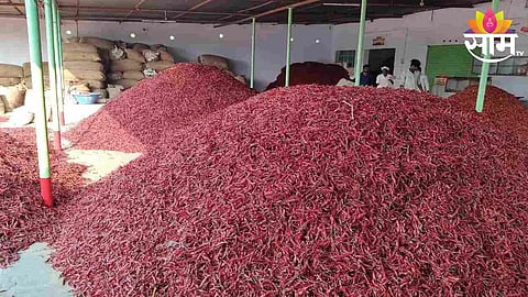 Dharmabad Red Chilli