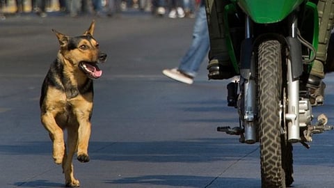Dogs Chase Cars And Bike: गाडीच्या मागे कुत्रे का धावतात आणि भुंकतात माहितेय का?