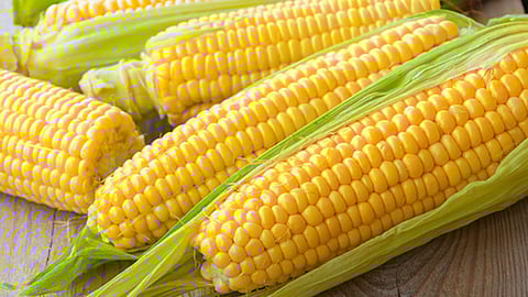 Sweet Corn Benefits: मक्याचे कणीस खा आणि निरोगी रहा; वाचा आश्चर्यकारक फायदे