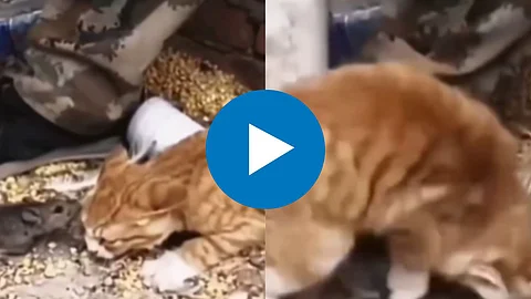 Mouse and Cat Viral Video