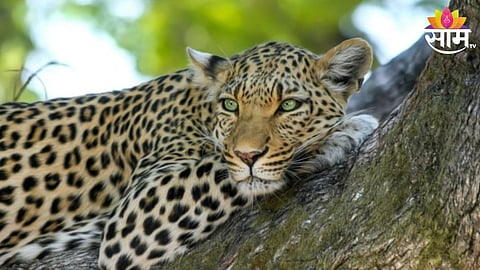 Leopard