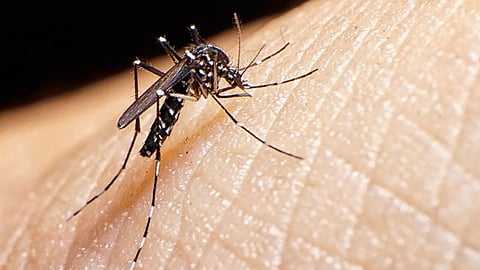 Zika Virus Mosquito