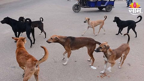 stray dogs bite 17 citizens along with kids in dhakni near yavatmal