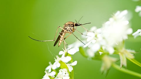 Mosquito Refill Liquid Made at Home