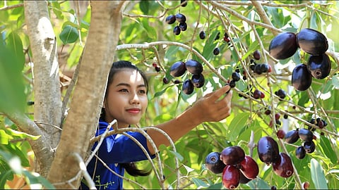 Jambhul Rate High In Market