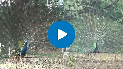 Peacock Dance Video