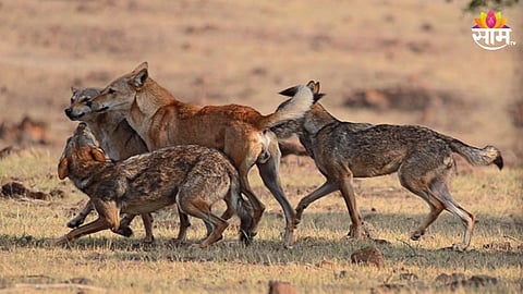 हा ना कुत्रा आहे, ना लांडगा! मग नेमका कोणता प्राणी आहे हा?