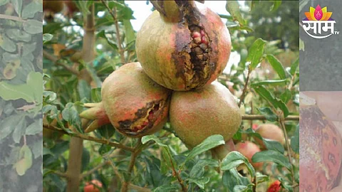 Pomegranate