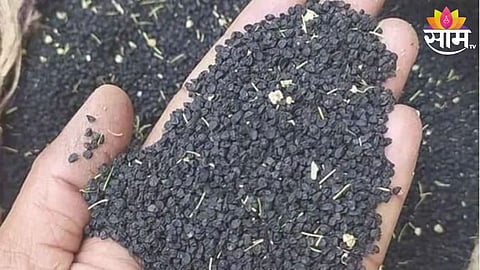 Onion Seeds: कांदा बियाणे शेतकऱ्याच्या आवाक्याबाहेर; दरात दीड हजार रुपयांपर्यंत वाढ