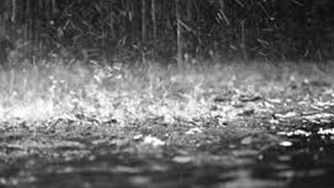 Dhule Weather: धुळे तालुक्यात मुसळधार पाऊस; पुराचे पाणी गोठ्यात शिरल्याने सात गुरांसह बकऱ्यांचा मृत्यू