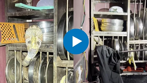 Snake Found In Steel Plate Rack