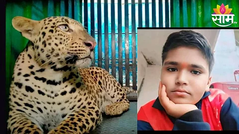 Leopard