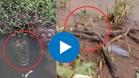 Crocodile Viral Video