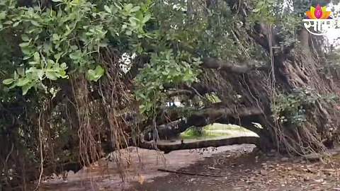 400 year old banyan tree collapsed near at bhose near ratnagiri nagpur highway