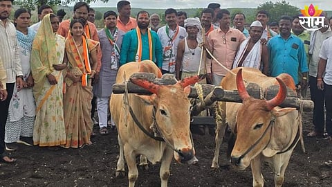 बैल नसल्यानं मुलांना जुंपलं, हिंगोलीतील 'त्या' शेतकऱ्याला दिली बैलजोडी; 'साम' टीव्हीच्या वृत्ताची कृषिमंत्र्यांकडून दखल