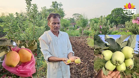 Apple Farming