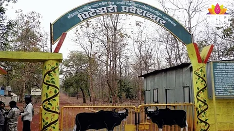 Navegaon- Nagzira