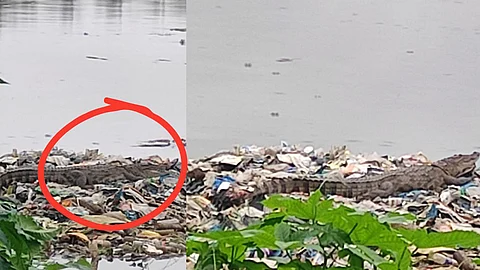 मुंबईतल्या मिठी नदीत ८ फुटांची मगर आढळली; नागरिकांचं टेन्शन वाढलं