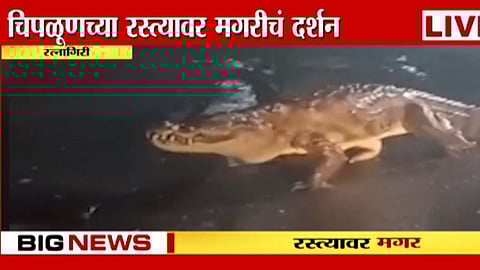 Crocodile Viral Video
