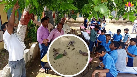 Poisonous Worms Found On Students Benches
