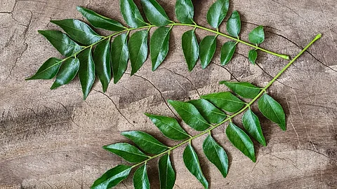 Storing Curry Leaves
