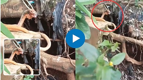 Snake Viral Video