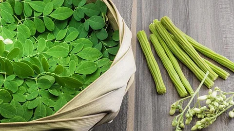 Drumstick Leaves