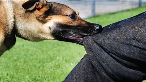 How to stop a stray dog from attacking you?