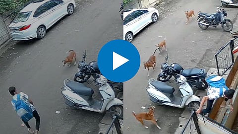 Dog Attack on College Student Video