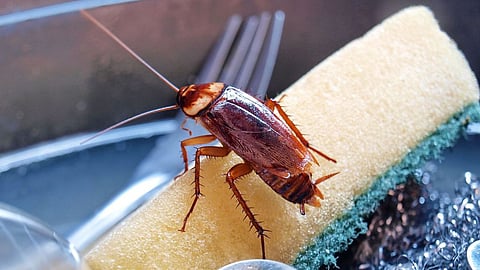 Safe & Effective Cockroach Killer