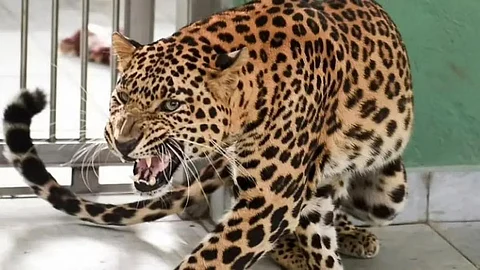 Leopard: महाराष्ट्रातील बिबटे अंबानींच्या 'वनतारा'त; बिबट्याच्या हल्ल्यांनी त्रस्त झालेल्या जुन्नरकरांना दिलासा