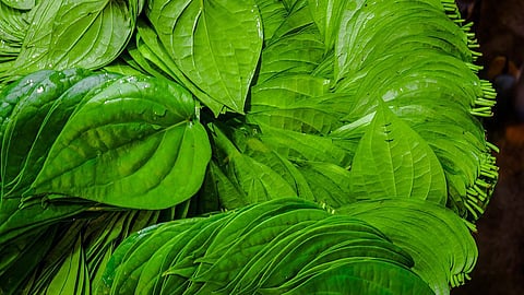 Betel Leaf Benefits