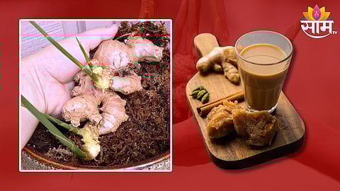 Ginger Health Benefits