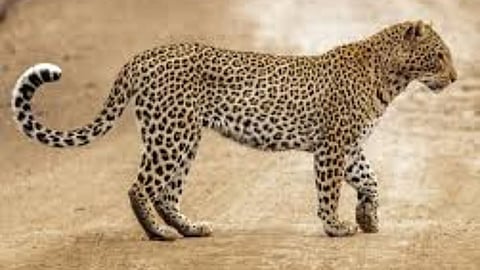 Leopard: बाप रे ! पुण्याच्या कॉलेजमध्ये बिबट्या; बिबट्याच्या दहशतीने कॉलेज बंद