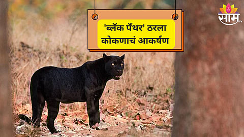 Black Panther: कोकणात ब्लॅक पँथर ; गुहागरमध्ये ब्लॅक पँथरचा वावर