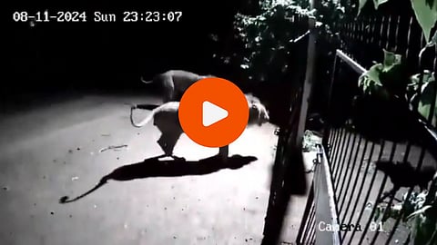 Viral Video : जंगलाचा राजा सिंहाची केली पळता भुई थोडी; दोन कुत्र्यांनी लय वाईट अवस्था केली; पाहा व्हिडिओ