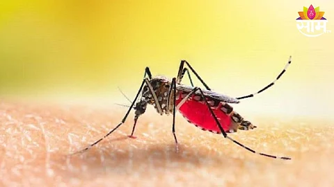 Amravati Dengue