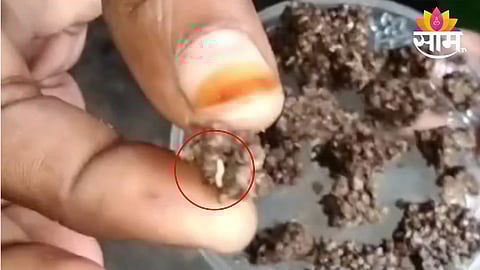 Larvae in students' chocolate
