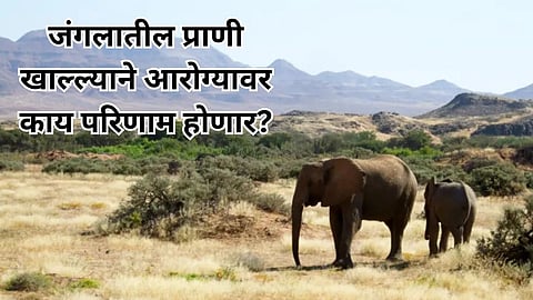 Why is Namib killing animals?