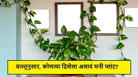 Money Plant Vastu