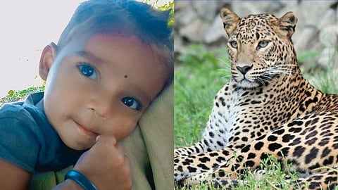 Taloda Taluka Leopard Attack