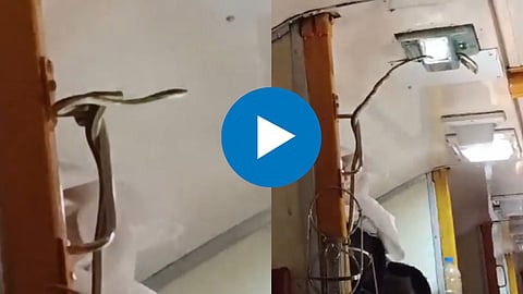 Snake Found in Express