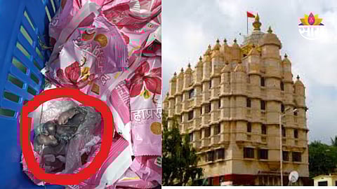 Siddhivinayak Prasad: तिरूपतीनंतर आता सिद्धिविनायकाच्या प्रसादावरून वाद, लाडूच्या ट्रेमध्ये आढळली उंदराची पिल्ले; धक्कादायक VIDEO
