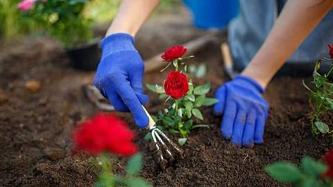 Gardening