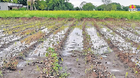Latur News: हाता तोंडाशी आलेला घास पाण्यात गेला, ५५ वर्षीय शेतकऱ्याने मृत्यूला कवटाळलं; लातुरमधील दुर्दैवी घटना!