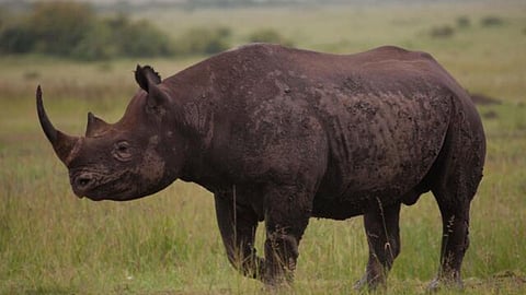 Viral Video: गेंडा पिसाळला; पाठलाग करत दुचाकीस्वाराला चिरडलं; शेतात सापडलं बाईककरचं डोकं, Live Video