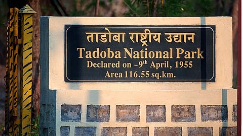 tadoba national park
