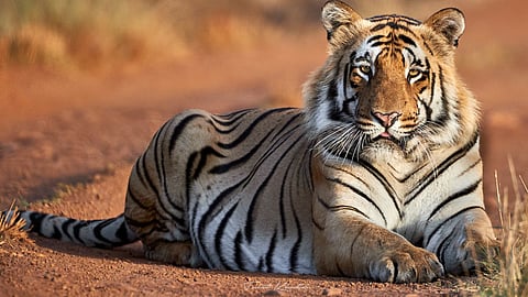 tadoba national park