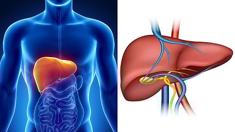 liver health tips